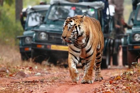 Ranthambore National Park: India’s Largest Tiger Reserve