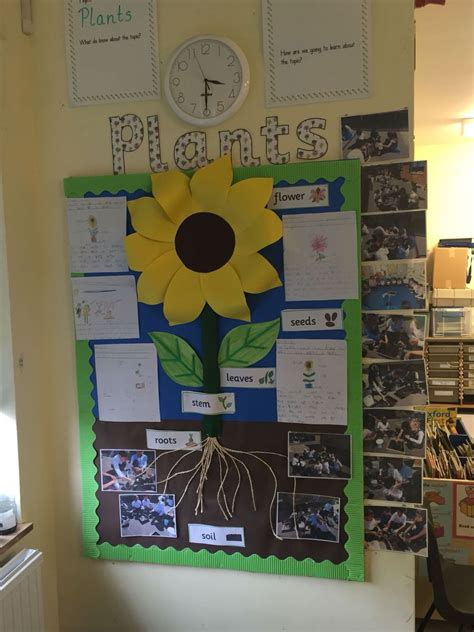 Plants Display Ks1 Plants Kindergarten Kindergarten Science Plants Classroom