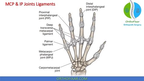 Hand Anatomy Bones Muscles Full Review OrthoFixar 2024