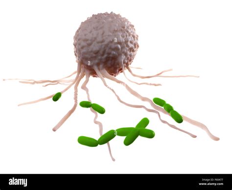 Ilustraci N M Dica Exacta De Las Bacterias Atacantes Leucocitario