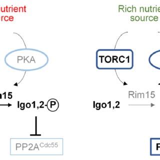 Regulation Of PP2A Cdc55 Functions By The Greatwall Endosulfine