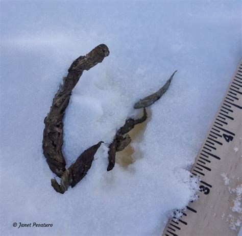 American Marten Tracks and Sign - Winterberry Wildlife