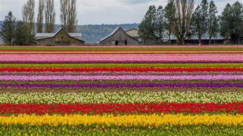 Skagit Valley Tulip Festival Springs Open This Weekend