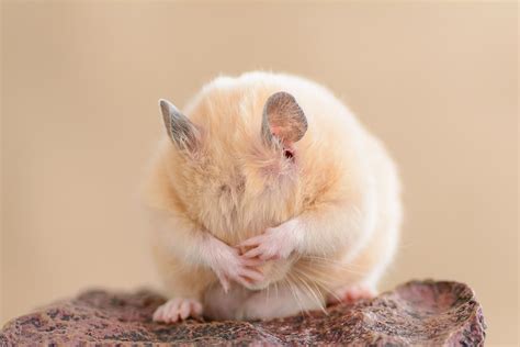 Can Hamsters Eat Cheese Vet Explains Pets