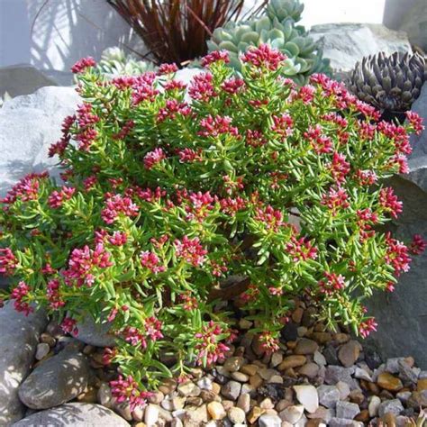 Crassula Sarcocaulis Vente Plante Succulente Rustique