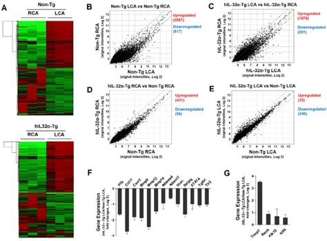 Global Gene Expression Profiles In The Carotid Artery Endothelium Of