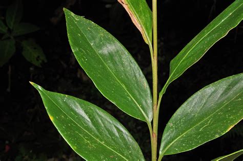 Geocharis Fusiformis Zingiberaceae Image At Phytoimages Siu Edu