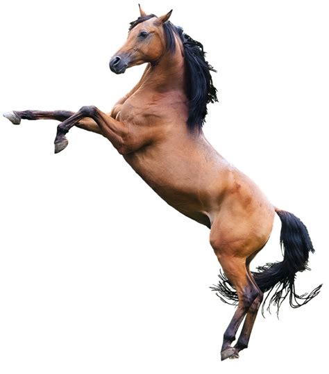 Horse Foal Equestrian Gallop Equine Png