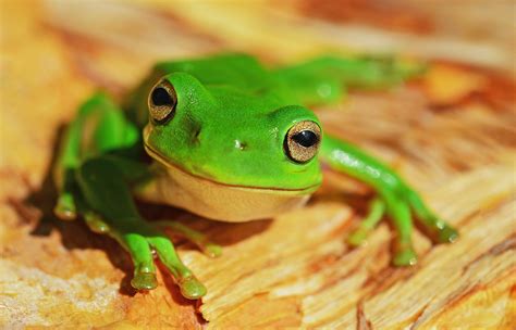 Wallpaper Id 230715 A Bright Green Frog Atop A Piece Of Wood Looks