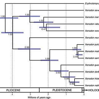 Species Tree Of Xenodon Inferred With Beast Including Erythrolamprus