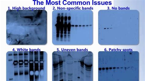 Western Blot Troubleshooting: Quick Fixes & Tips - Machine Solved 