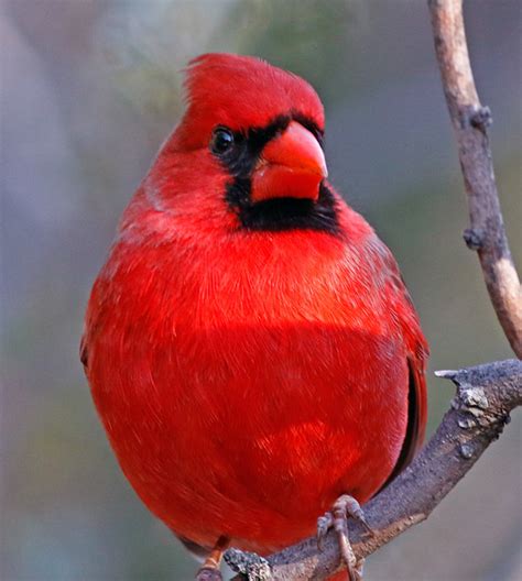 Northern Cardinal South Llano River State Park Junction Flickr