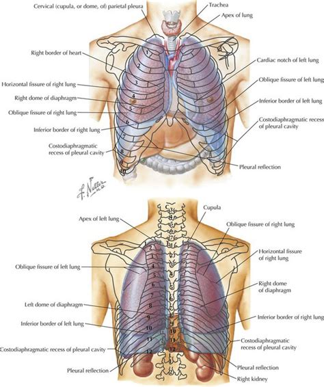 Thorax Basicmedical Key