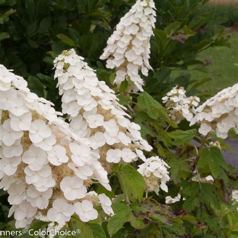 Oakleaf Hydrangea How To Grow Care For Hydrangea Quercifolia