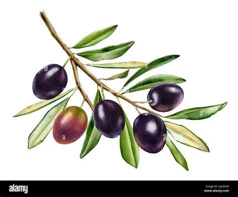 Watercolor Black Olives Big Branch With Shiny Fruits With Leaves