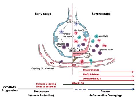 Hypothetical Pathogenesis Of Sars Cov Infection In Humans Immunopaedia