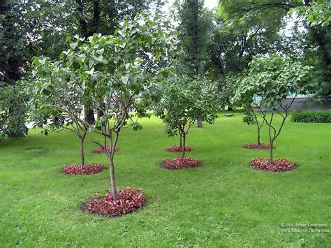 Red Guava Dwarf Trees For Landscaping — Randolph Indoor and Outdoor Design