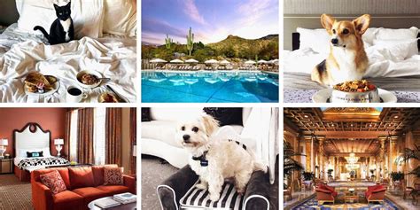 9 Best Pet Friendly Hotels For 2018 Hotels And Accommodations That