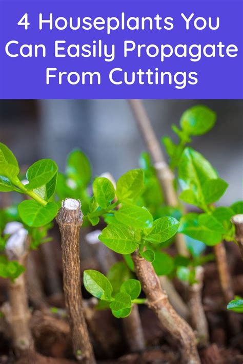 4 Houseplants You Can Easily Propagate From Cuttings Artofit