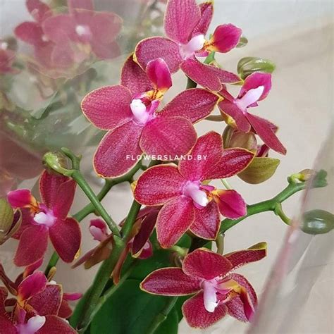 Фаленопсис мультифлора Феникс (Phalaenopsis multiflora Phoenix ...