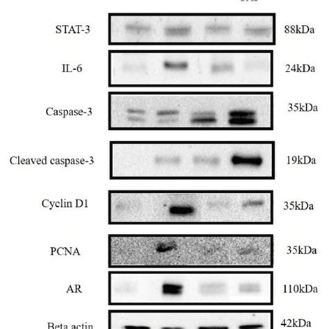 Western Blotting For Caspase 3 Cleaved Caspase 3 Cyclin D1 Pcna And