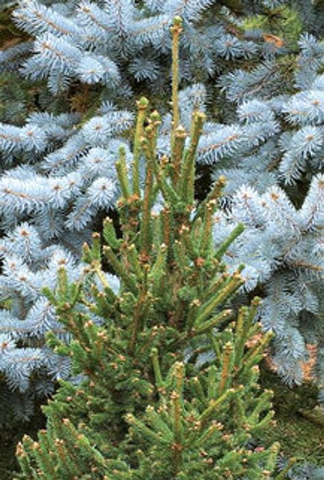 Picea Abies Hillside Upright Narrow Norway Spruce Kigi Nursery