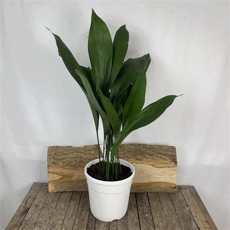 Aspidistra Elatior Cast Iron Plant