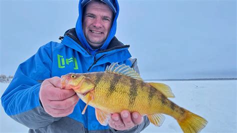 Jumbo Perch On Devils Lake YouTube