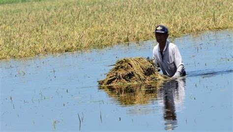 Langganan Banjir Di Musim Hujan Ribuan Hektare Sawah Di Majalengka