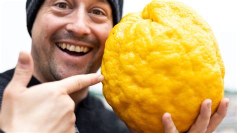 The Biggest Citrus In The World The Ponderosa Lemon YouTube