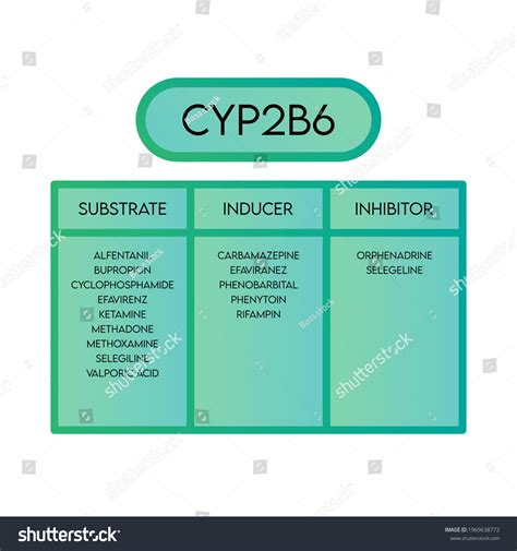 Cyp2b6 Cytochrome P450 Enzyme Substrates Inducers Stock Vector Royalty