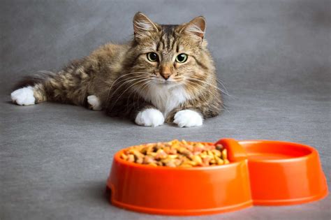 Pon atención Estas son las peores marcas de croquetas para tus gatos