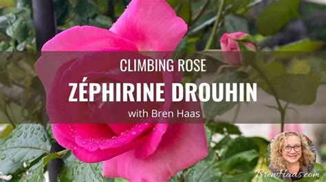 ZÉPHIRINE DROUHIN Climbing Rose Review YouTube