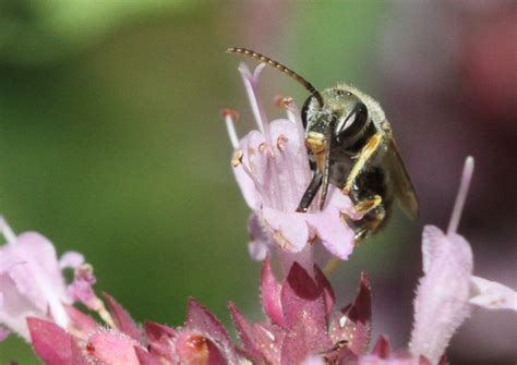 Réf 210041 INSECTA Hymenoptera Halictidae Seladonia