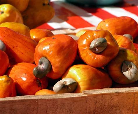 Things Keep In Mind Why Do We Not Eat Cashew Fruit