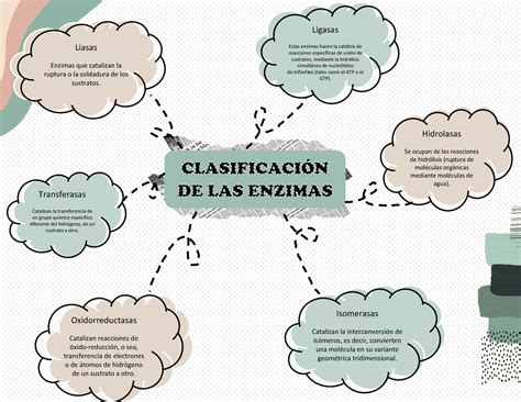 Enzimas Mapa Mental Udocz