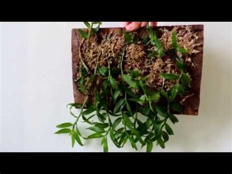 Mounting Dendrobium Aphyllum Orchid Keikis Update Youtube