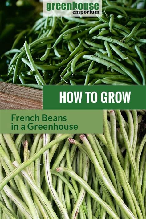 How To Grow French Beans In A Greenhouse