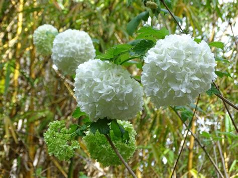 Snowball Bush - Mathias Botanical Garden