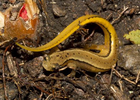 Northern Two Lined Salamander Virginia Dwr