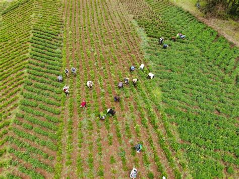 En La Campaña Agrícola 2023 2024 Se Sembrarían Más De 21 Millones De Hectáreas Agroportal