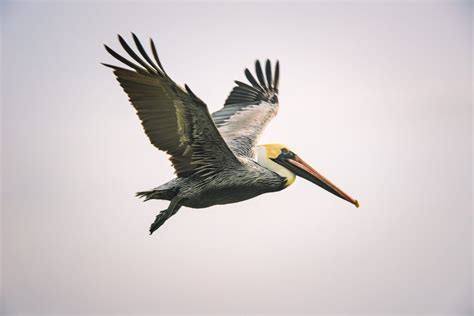 The Mysteries of Migration of Animals - THE SEEK BLOG