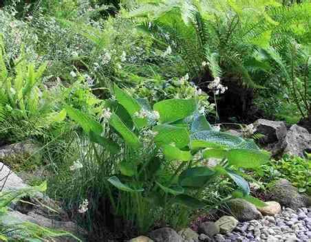 Vivaces Pour Jardin Expos Au Nord Promesse De Fleurs