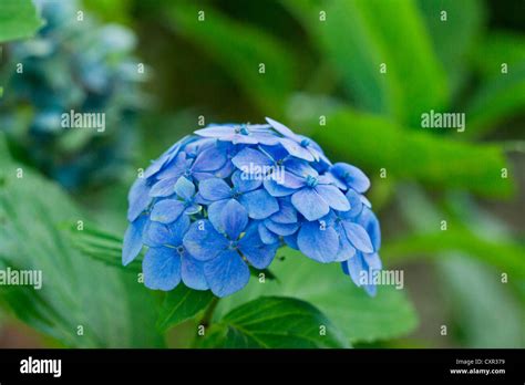 Blue Hortensia Flowers Stock Photo - Alamy