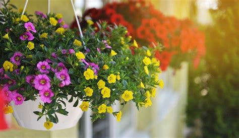 Fiori Perenni Per Un Balcone Colorato Che Lascia Senza Fiato