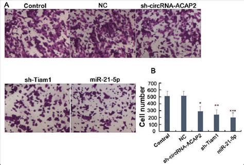 Invasion Of Sw480 Cells Determined By A Transwell Assay A Download Scientific Diagram