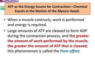 Lec 3 General Mechanism Of Muscle Contraction PPT