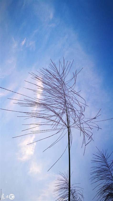 看風——大風起兮雲飛揚 每日頭條