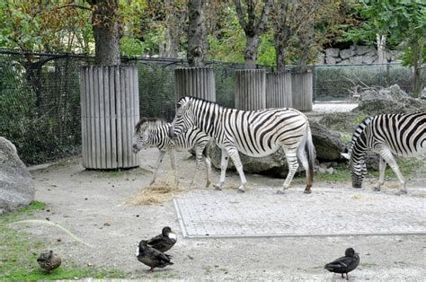 Schonbrunn Zoo - Vienna: Working hours, Activities, Visitor reviews ...