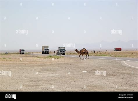 Dromedary Camel Camelus Dromedarius Stock Photo Alamy